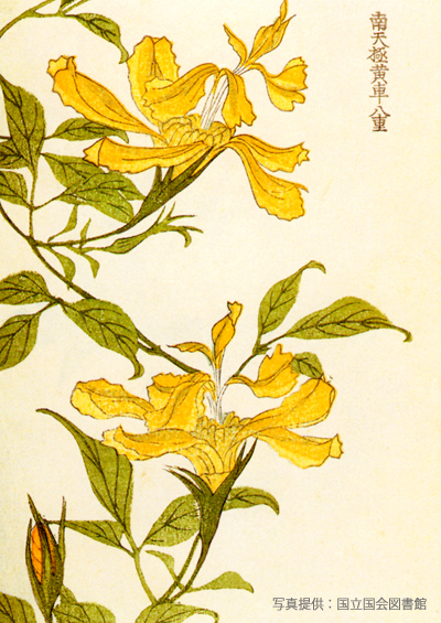 『朝顔花併』より、山吹色のアサガオ