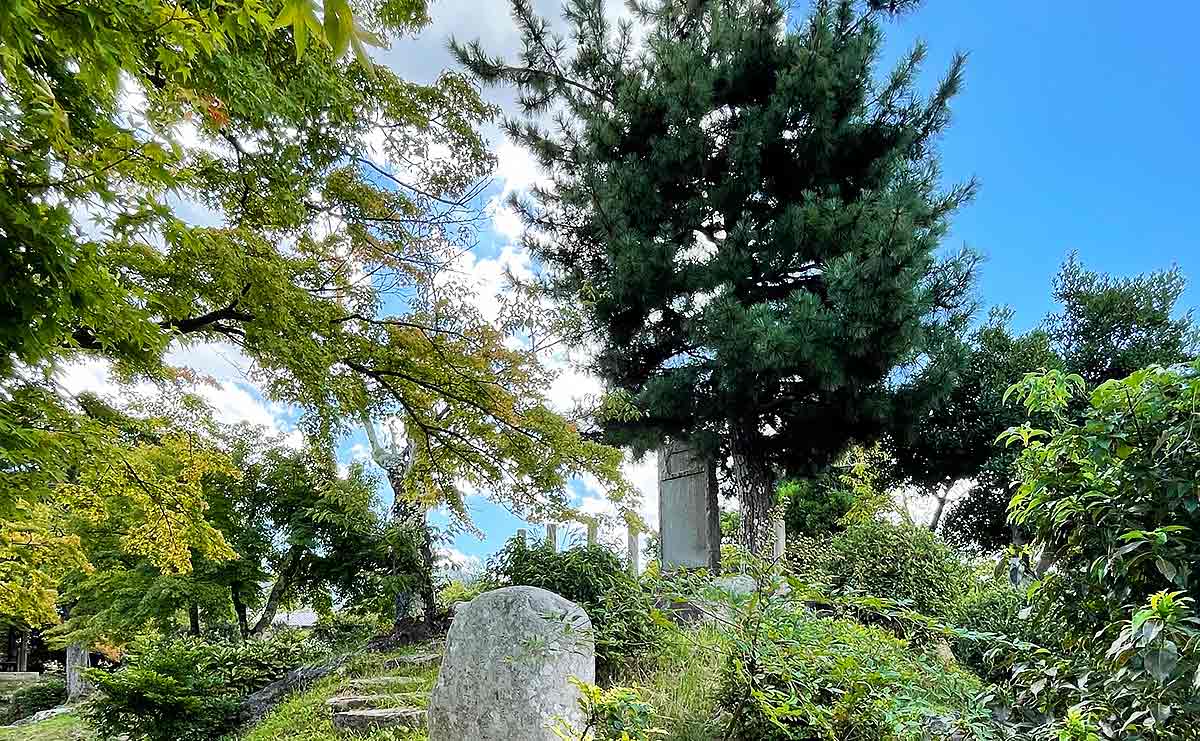 舞鶴公園にある古今伝授の松