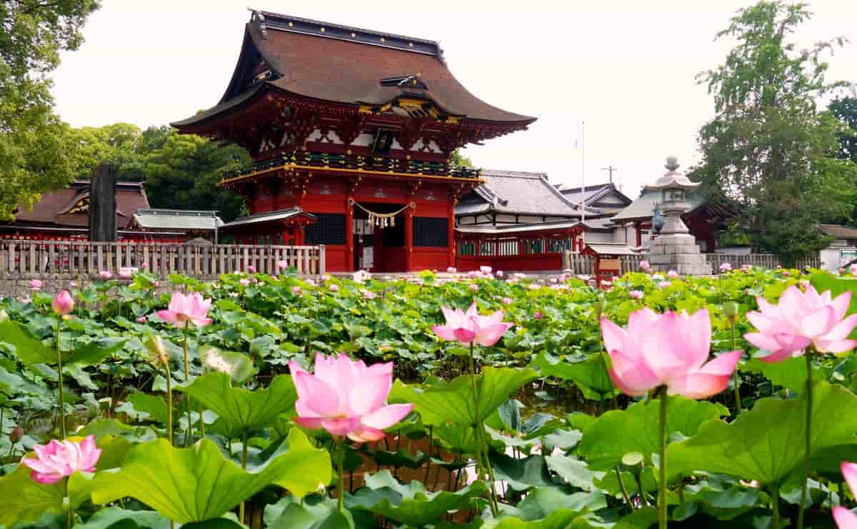 伊賀八幡宮のハス池
