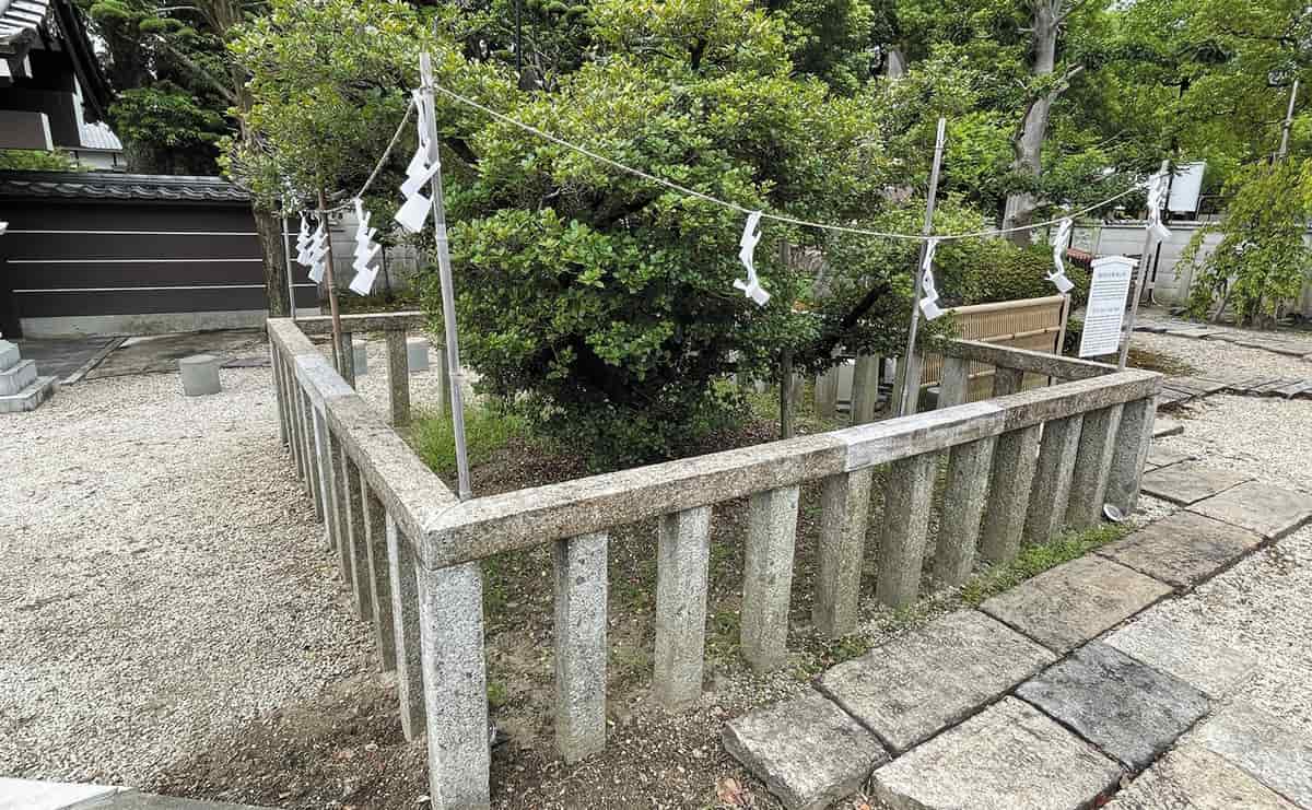 常泉寺の豊太閤御手植えの柊