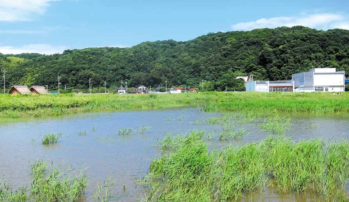 弥生の湿地ひろば