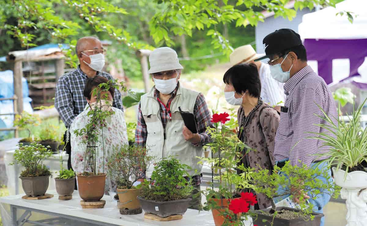 写真：山野草展