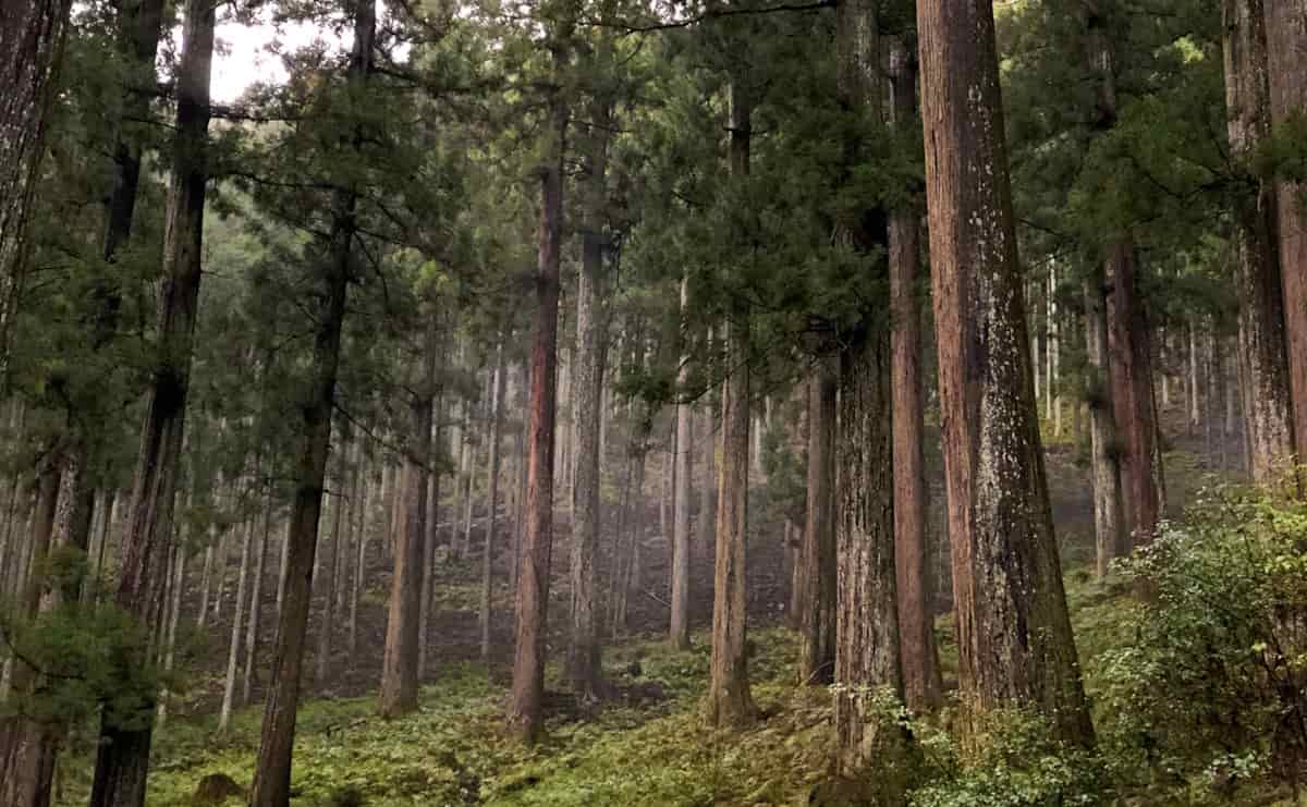 吉野杉の山林