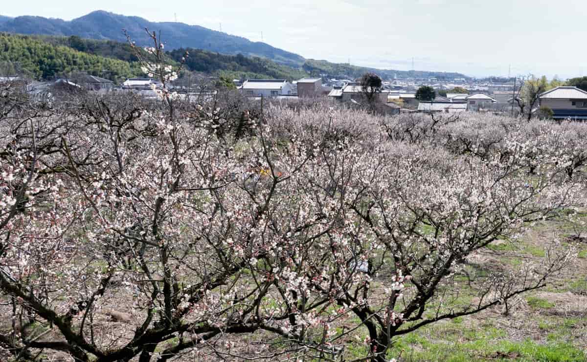 京都府最大の梅の産地・城陽市　青谷梅林に香る「特産の梅・城州白」