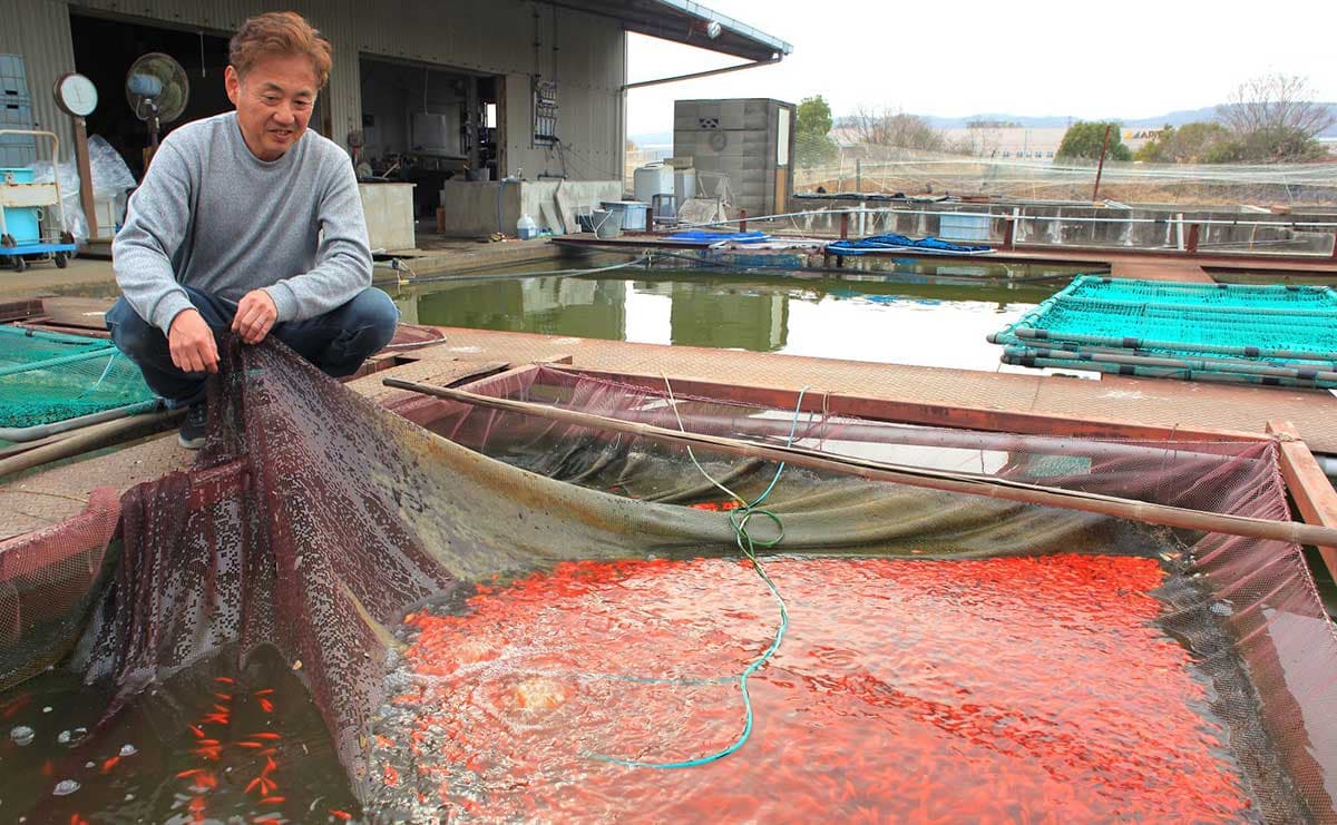 養魚場で金魚を見せてくれる幸田さん