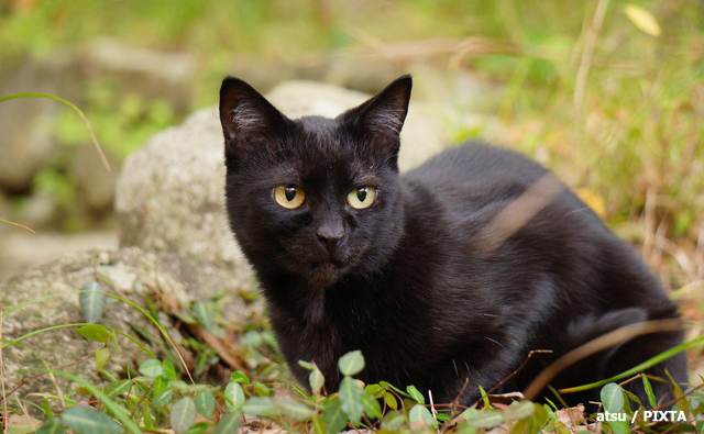 黒猫